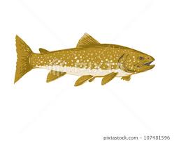 Image result for Salvelinus namaycush
