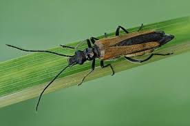 Attēlu rezultāti vaicājumam “Oedemera femorata”