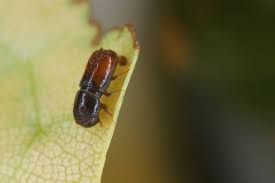 Attēlu rezultāti vaicājumam “Scolytidae”