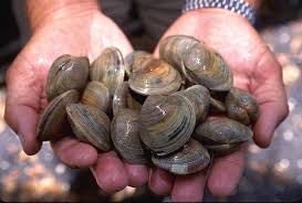 Image result for Clams