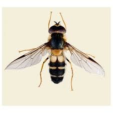 Attēlu rezultāti vaicājumam “Leucozona glaucia”