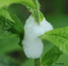 Attēlu rezultāti vaicājumam “Aphrophoridae nymph”
