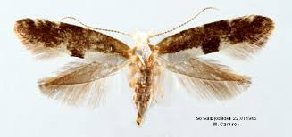 Attēlu rezultāti vaicājumam “Argyresthia spinosella”