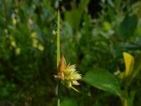 Attēlu rezultāti vaicājumam “Juncus capitatus”