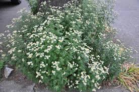 Image result for Tanacetum parthenium
