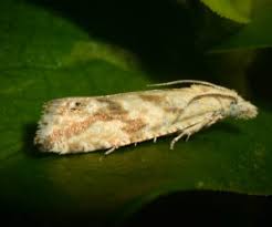 Attēlu rezultāti vaicājumam “Thiodia citrana”