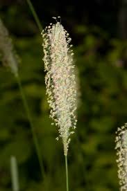 Attēlu rezultāti vaicājumam “Phleum pratense”