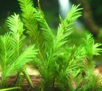 Attēlu rezultāti vaicājumam “Dicranales”