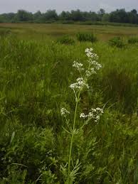 Attēlu rezultāti vaicājumam “Galium boreale fruit”
