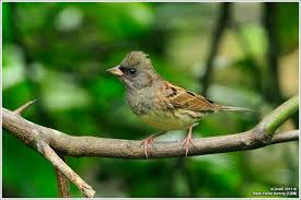 Image result for Emberiza spodocephala