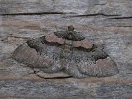 Attēlu rezultāti vaicājumam “Catarhoe rubidata”