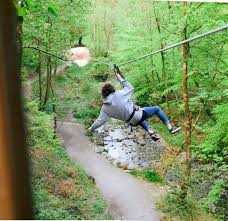 Image result for Go Ape! Grizedale