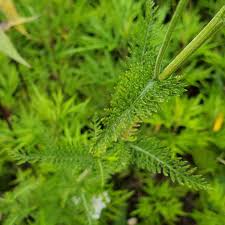 Attēlu rezultāti vaicājumam “Achillea millefolium leaf”