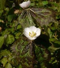 Attēlu rezultāti vaicājumam “Podophyllum hexandrum flower”