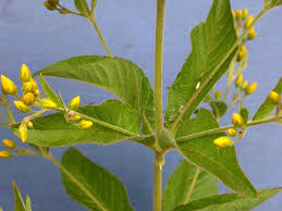Attēlu rezultāti vaicājumam “Lysimachia vulgaris fruit”