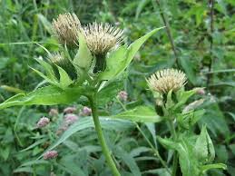 Attēlu rezultāti vaicājumam “Cirsium oleraceum”