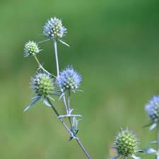 Image result for Edeldistel