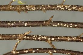 Attēlu rezultāti vaicājumam “Chionaspis salicis”