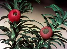 Attēlu rezultāti vaicājumam “Taxus baccata fruit”