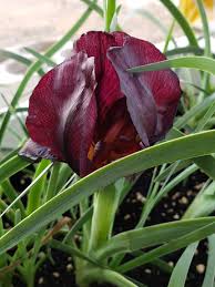 Attēlu rezultāti vaicājumam “Iris rosenbachiana flower”