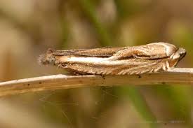 Attēlu rezultāti vaicājumam “Ancylis apicella”