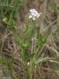 Attēlu rezultāti vaicājumam “Cakile maritima subsp. baltica”