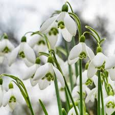 Attēlu rezultāti vaicājumam “Galanthus nivalis flower”