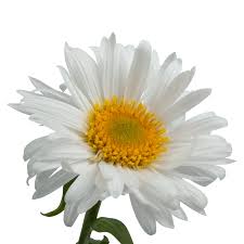 Image result for Aster alpinus