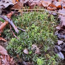 Attēlu rezultāti vaicājumam “Atrichum undulatum sporophyte”