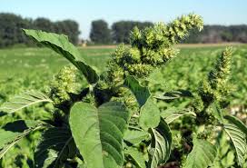 Attēlu rezultāti vaicājumam “Amaranthus retroflexus leaf”