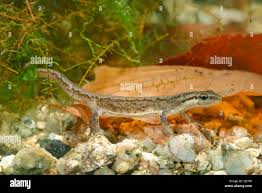 Attēlu rezultāti vaicājumam “Triturus vulgaris female”