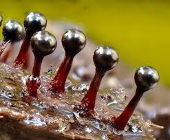 Attēlu rezultāti vaicājumam “Metatrichia floriformis”