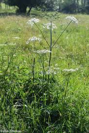Image result for Heracleum sphondylium