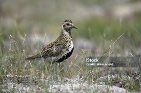 Attēlu rezultāti vaicājumam “Pluvialis apricaria”