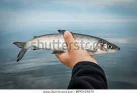 Image result for Coregonus lavaretus