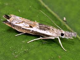 Attēlu rezultāti vaicājumam “Platytes alpinella”