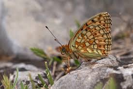 Attēlu rezultāti vaicājumam “Argynnis niobe”