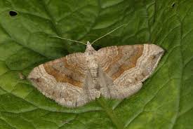 Attēlu rezultāti vaicājumam “Scotopteryx chenopodiata”