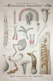 Attēlu rezultāti vaicājumam “Annelides”