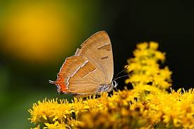 Attēlu rezultāti vaicājumam “Thecla betulae female”