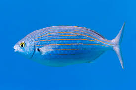 Image result for Sarpa salpa