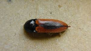 Attēlu rezultāti vaicājumam “Ampedus sanguinolentus”