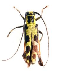 Attēlu rezultāti vaicājumam “Saperda scalaris”