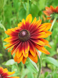 Image result for Rudbeckia