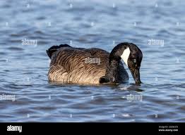 Attēlu rezultāti vaicājumam “Branta canadensis adult”