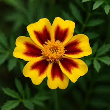Image result for Tagetes patula
