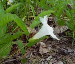 Attēlu rezultāti vaicājumam “Calystegia inflata flower”