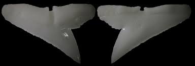 Image result for Rhizoprionodon terraenovae