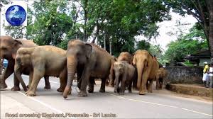 Image result for pinawella