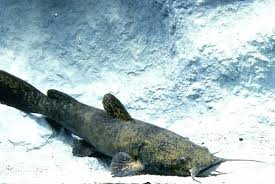 Image result for Pylodictis olivaris